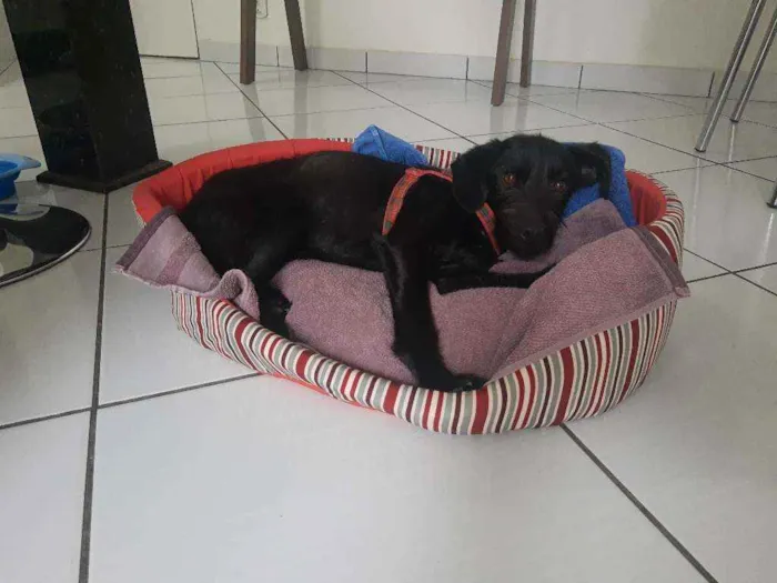 Cachorro ra a SRD idade 1 ano nome Costelinha