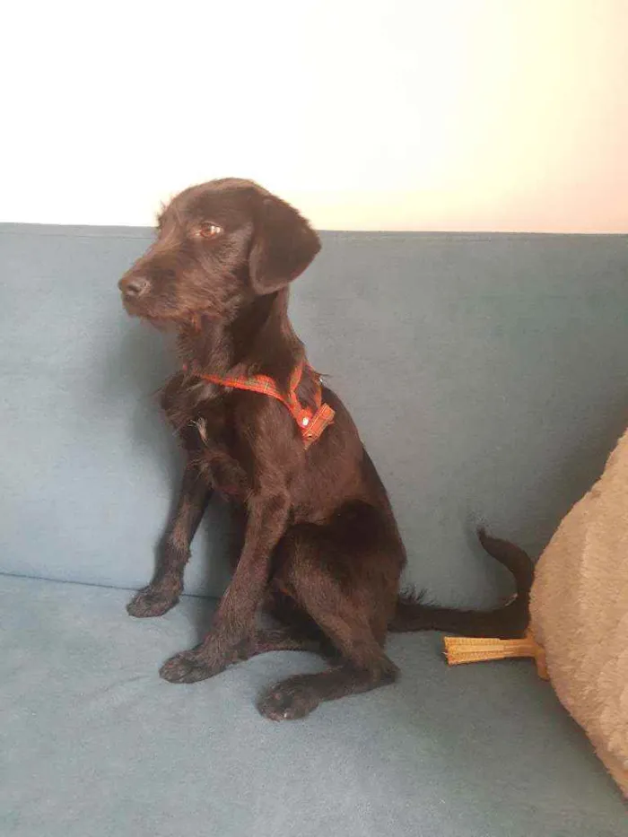 Cachorro ra a SRD idade 1 ano nome Costelinha