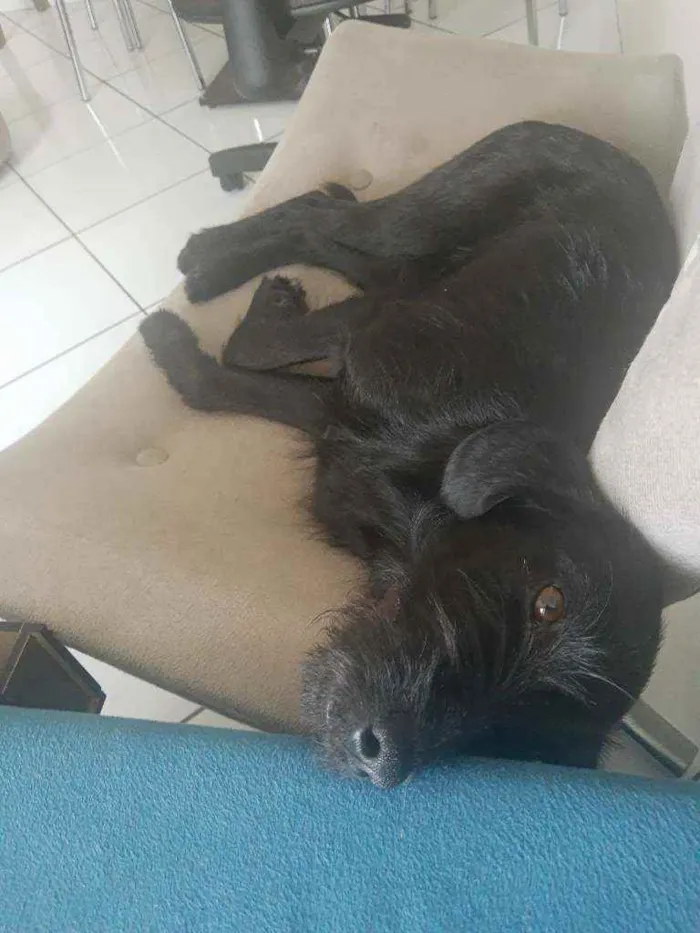 Cachorro ra a SRD idade 1 ano nome Costelinha