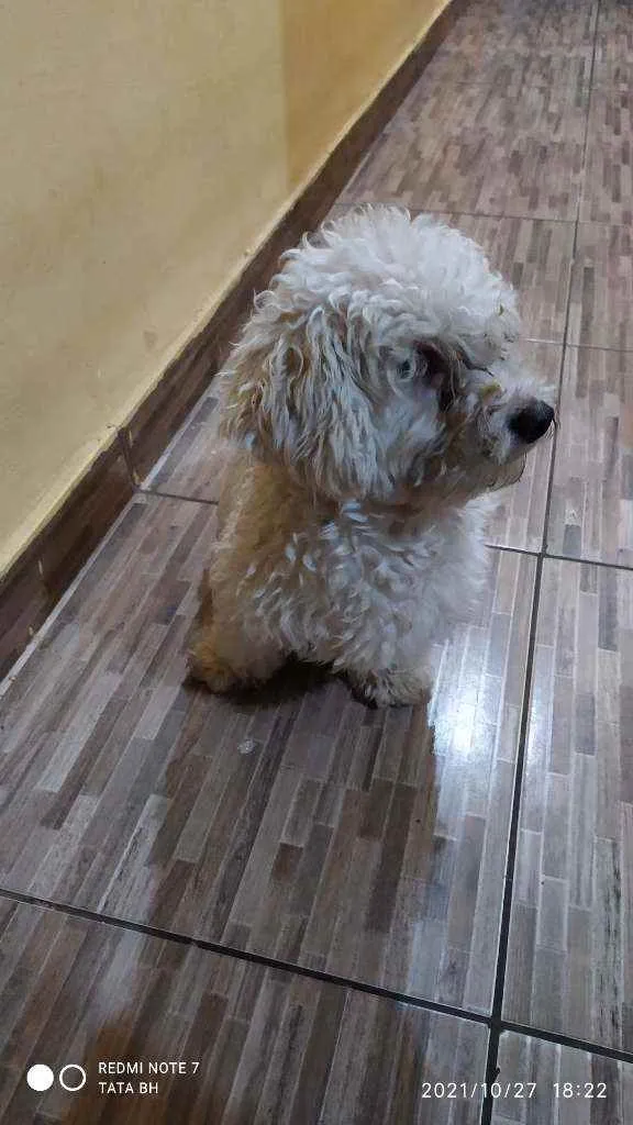 Cachorro ra a Poodle idade 1 ano nome Teo