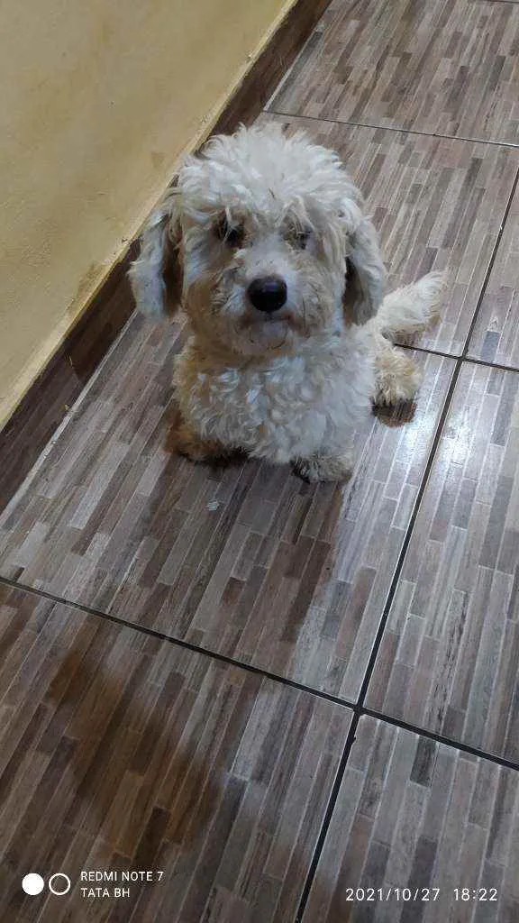 Cachorro ra a Poodle idade 1 ano nome Teo