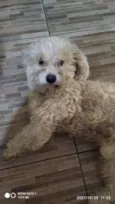 Teo