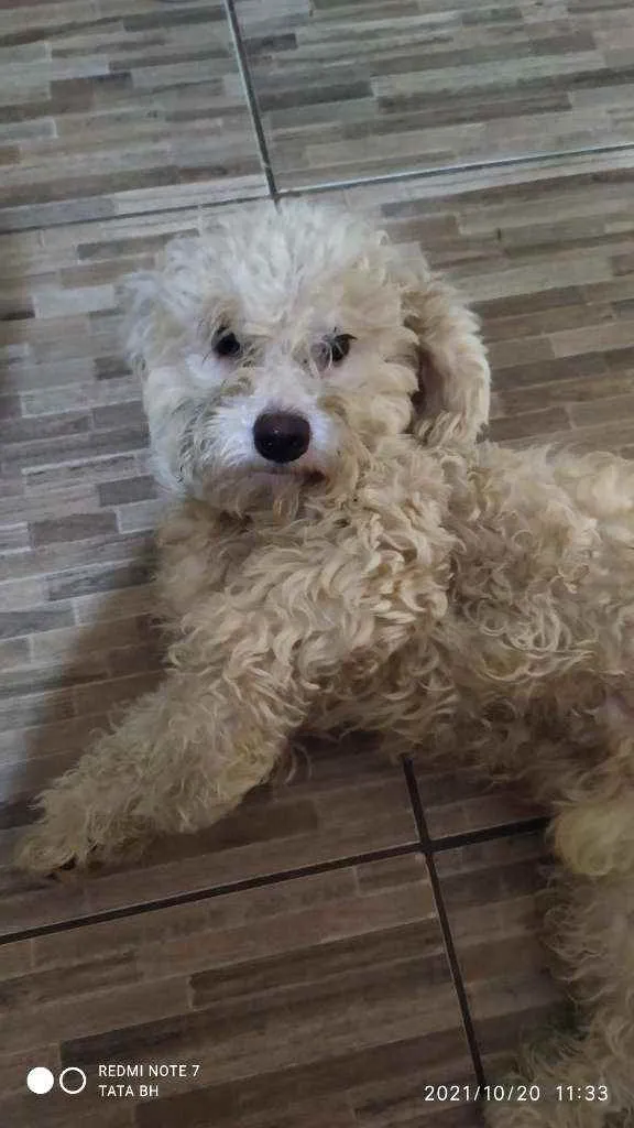 Cachorro ra a Poodle idade 1 ano nome Teo