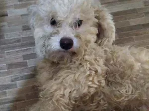 Cachorro raça Poodle idade 1 ano nome Teo