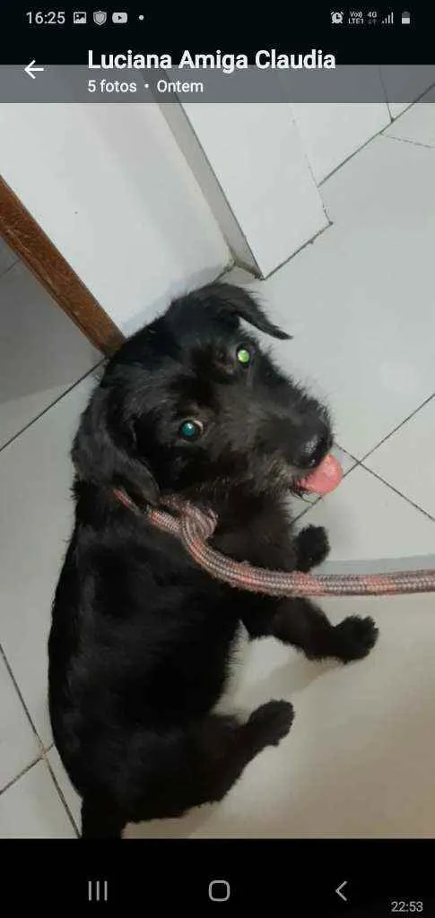 Cachorro ra a Srd idade 1 ano nome FLOR