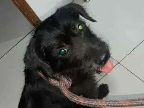 Cachorro ra a Srd idade 1 ano nome FLOR