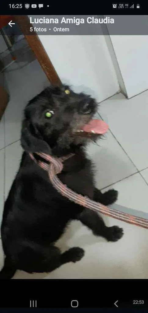 Cachorro ra a Srd idade 1 ano nome FLOR