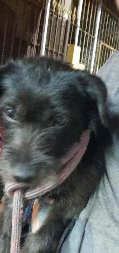 Cachorro ra a Srd idade 1 ano nome FLOR