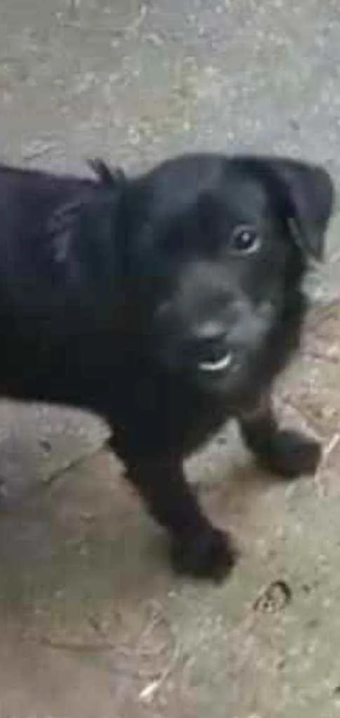 Cachorro ra a Srd idade 1 ano nome FLOR