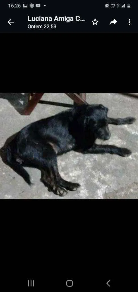Cachorro ra a Srd idade 1 ano nome FLOR