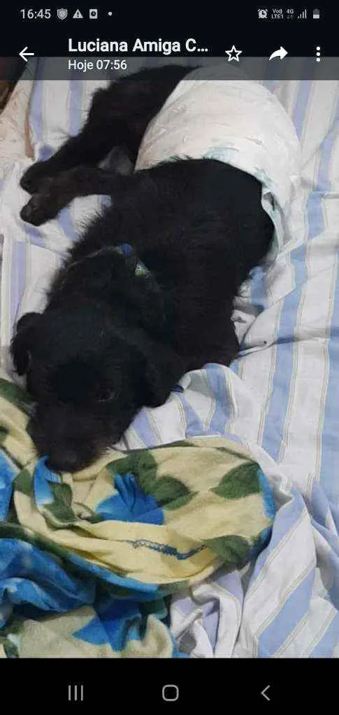 Cachorro ra a Srd idade 1 ano nome FLOR