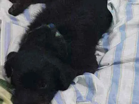 Cachorro ra a Srd idade 1 ano nome FLOR