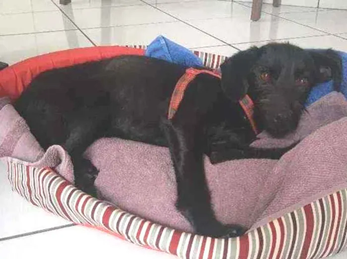 Cachorro ra a SRD idade 1 ano nome Costelinha