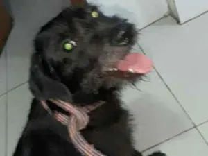 Cachorro raça Srd idade 1 ano nome FLOR