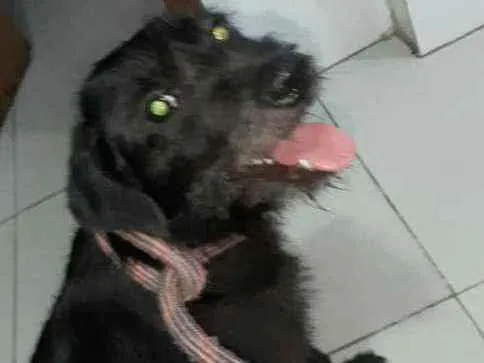Cachorro ra a Srd idade 1 ano nome FLOR