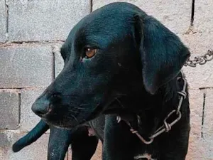 Cachorro raça Pitbull com rottweiler, vira-l idade  nome Selena, Valentim e B