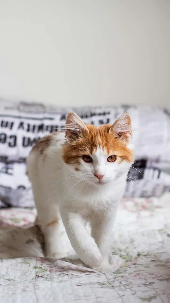 Gato ra a SRD idade 7 a 11 meses nome Frida