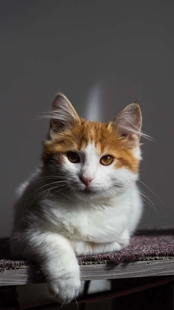 Gato ra a SRD idade 7 a 11 meses nome Frida