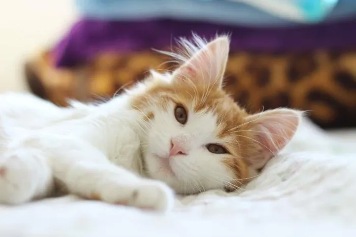 Gato ra a SRD idade 7 a 11 meses nome Frida