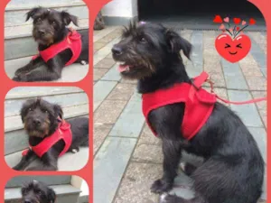 Cachorro raça Srd idade 2 anos nome Cristal