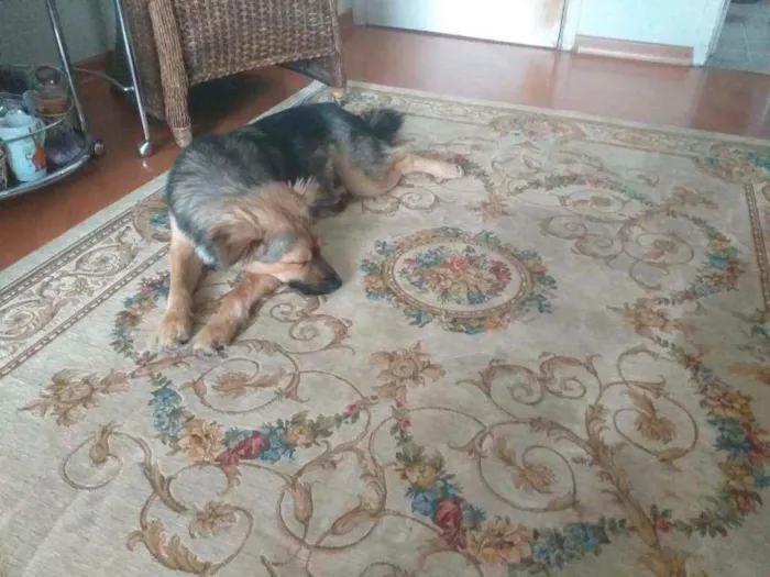 Cachorro raça SRD idade 2 anos nome TUPY