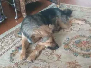 Cachorro raça SRD idade 2 anos nome TUPY