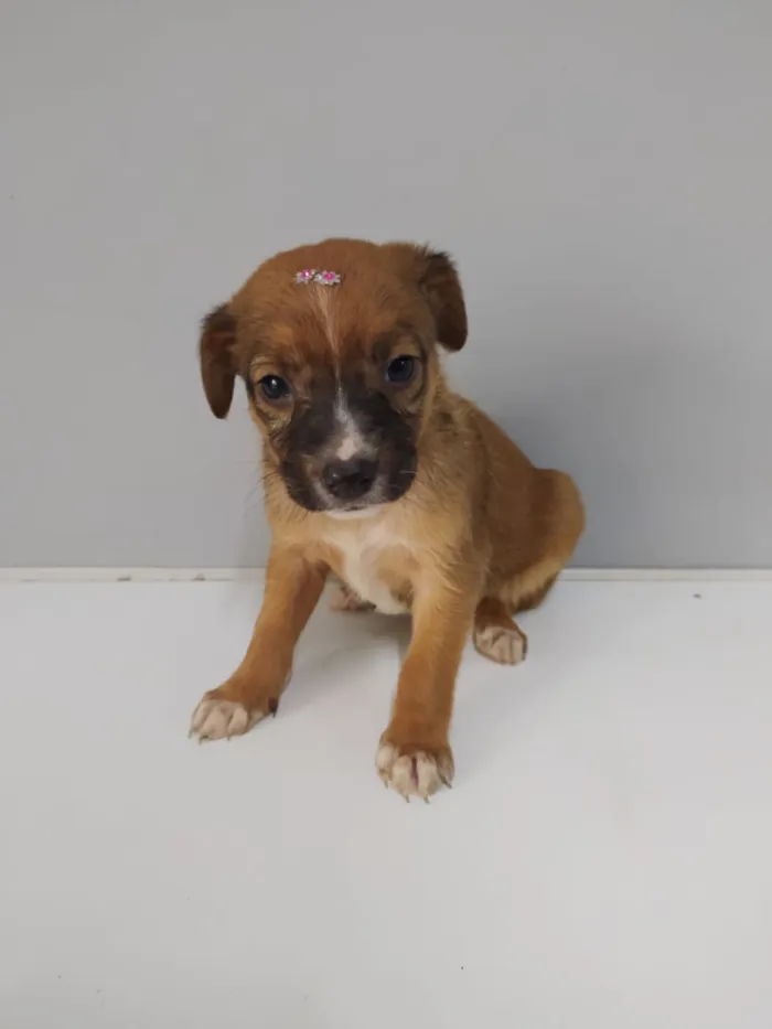Cachorro raça Srd idade Abaixo de 2 meses nome Lady