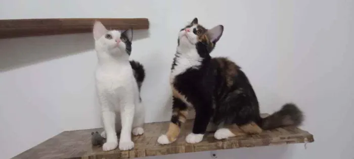 Gato ra a SRD idade 2 a 6 meses nome Guaxinina