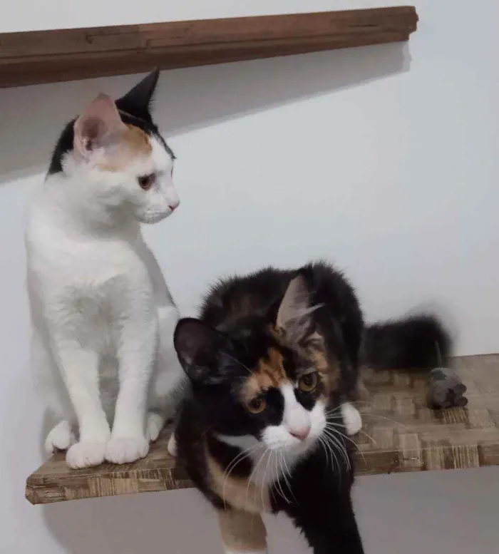 Gato ra a SRD idade 2 a 6 meses nome Guaxinina