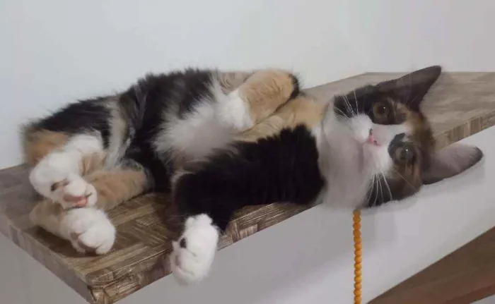 Gato ra a SRD idade 2 a 6 meses nome Guaxinina