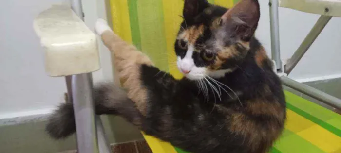 Gato ra a SRD idade 2 a 6 meses nome Guaxinina
