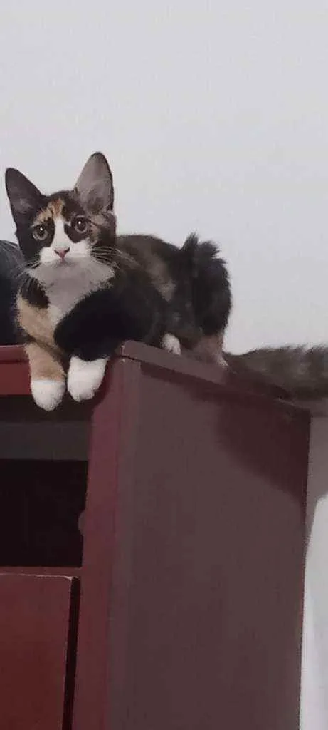 Gato ra a SRD idade 2 a 6 meses nome Guaxinina
