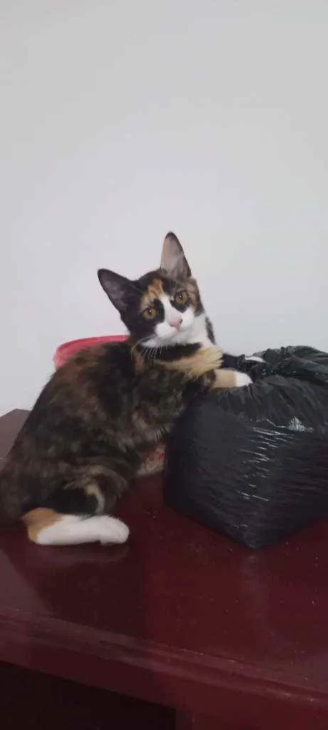 Gato ra a SRD idade 2 a 6 meses nome Guaxinina