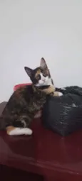 Guaxinina