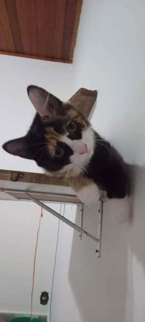 Gato ra a SRD idade 2 a 6 meses nome Guaxinina