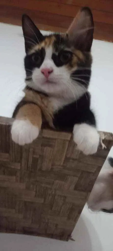Gato ra a SRD idade 2 a 6 meses nome Guaxinina