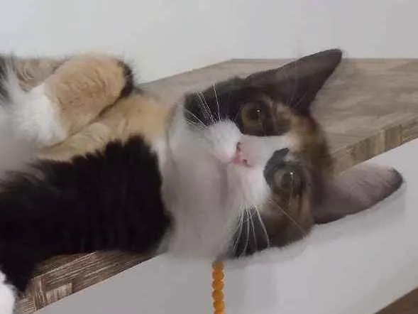 Gato ra a SRD idade 2 a 6 meses nome Guaxinina