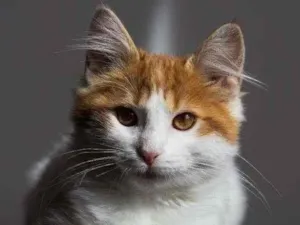 Gato raça SRD idade 7 a 11 meses nome Frida