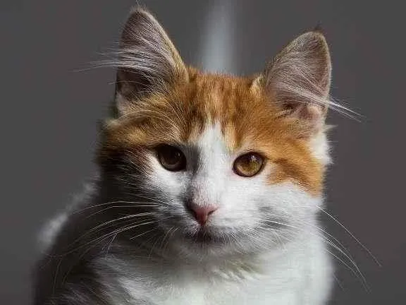Gato ra a SRD idade 7 a 11 meses nome Frida