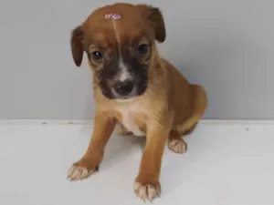 Cachorro raça Srd idade Abaixo de 2 meses nome Lady