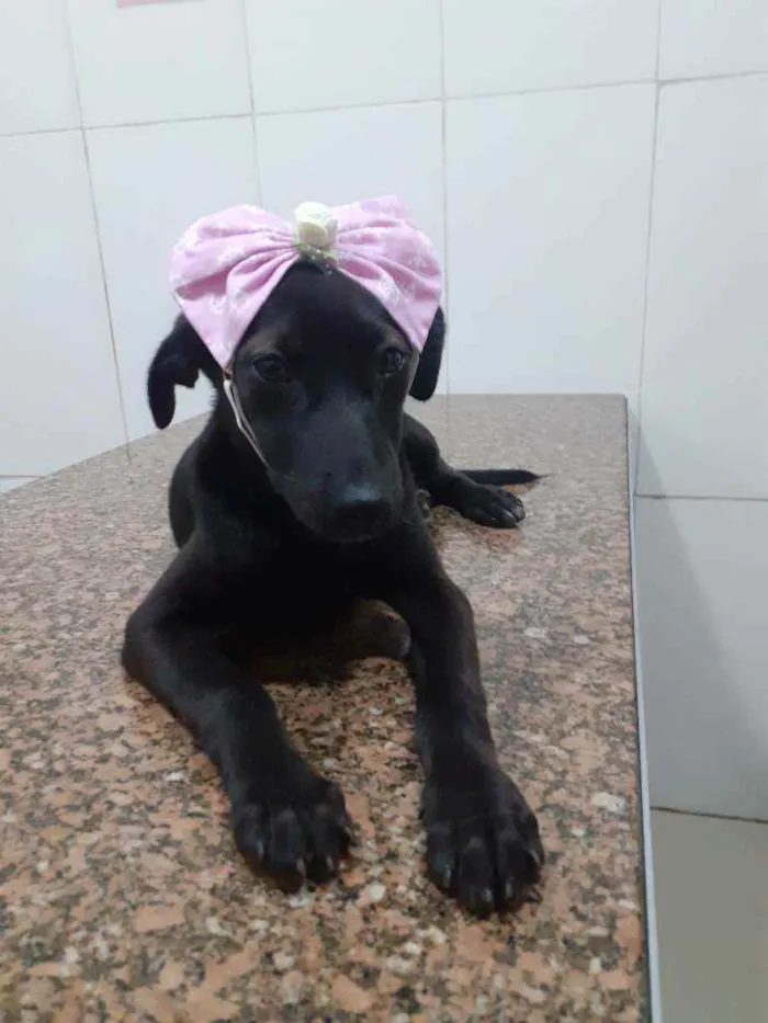 Cachorro ra a SRD idade 2 a 6 meses nome Pretinha