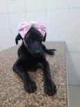Pretinha