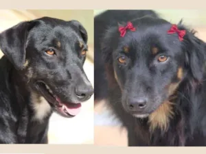 Cachorro raça  idade 4 anos nome DEBBY E HUK