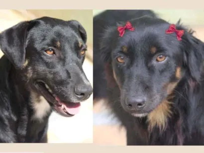 Cachorro raça  idade 4 anos nome DEBBY E HUK