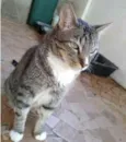 Gato raça Srd  idade 2 anos nome Tigue lindo e fofo 
