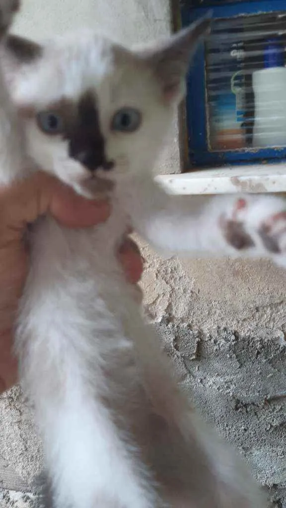 Gato raça Mistura de siames idade Abaixo de 2 meses nome asoimoraes@gmail.com