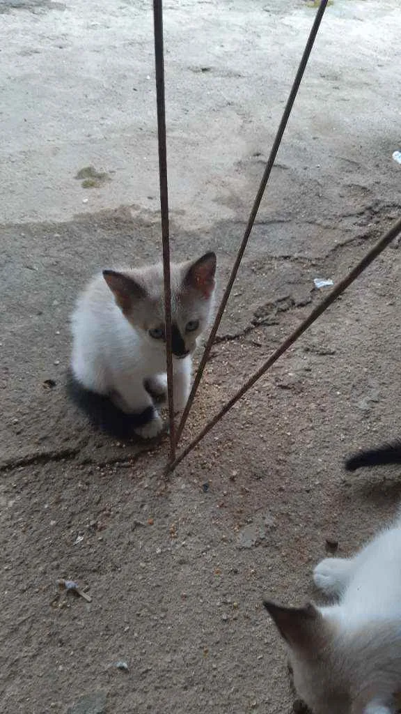 Gato raça Mistura de siames idade Abaixo de 2 meses nome asoimoraes@gmail.com