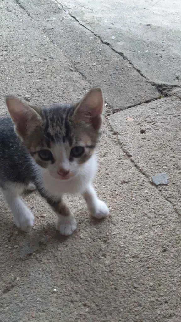 Gato raça Mistura de siames idade Abaixo de 2 meses nome asoimoraes@gmail.com