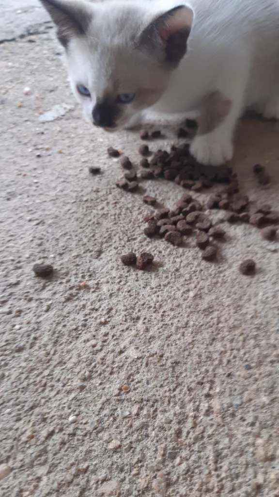Gato raça Mistura de siames idade Abaixo de 2 meses nome asoimoraes@gmail.com
