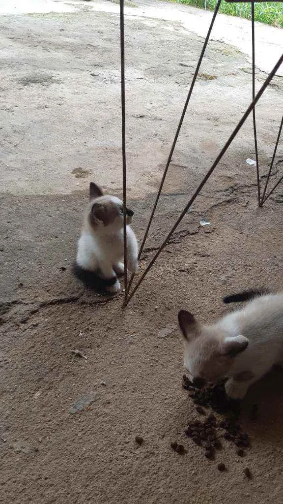 Gato raça Mistura de siames idade Abaixo de 2 meses nome asoimoraes@gmail.com